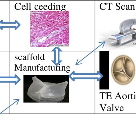 Aortic Valve calcification | Download Scientific Diagram