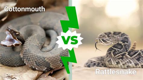 Cottonmouth vs Rattlesnake: Which Deadly Snake Would Win in a Fight? - A-Z Animals