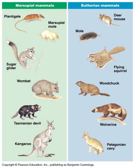 Comparative Anatomy of Vertebrates