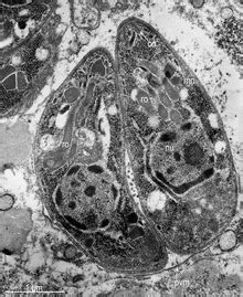 Apicomplexan life cycle - Wikipedia