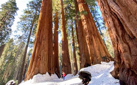 20 Useful Tips For Visiting Sequoia National Park In Winter - No Back Home