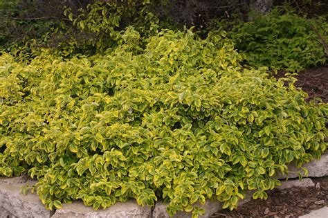 Pruning Euonymus | Plant Addicts