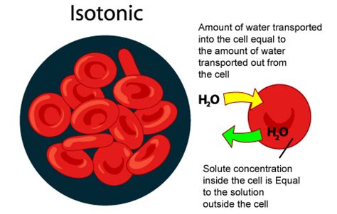 SJCABiology - Hypotonic, Isotonic, Hypertonic Solutions