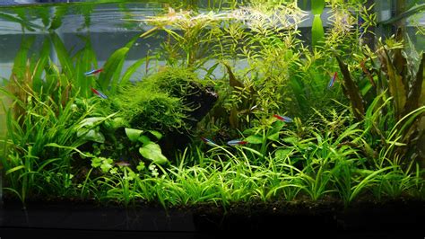 Low Tech Aquarium Plants - Plants BA