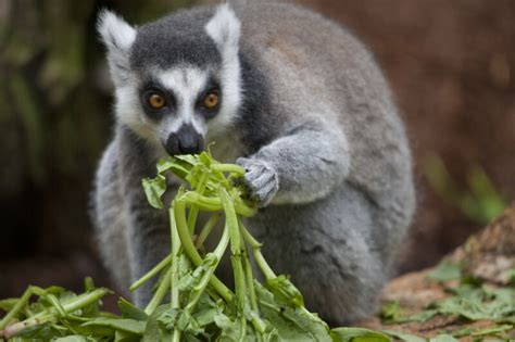 Ring Tailed Lemur Diet