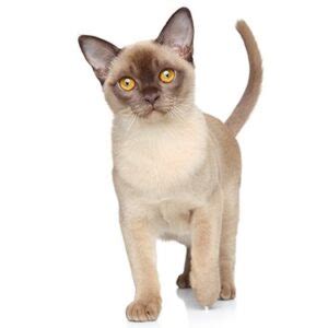 Best Burmese Cat Breeders - Cat Kingpin