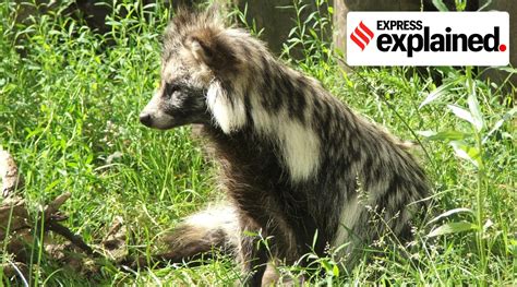 Raccoon dogs linked to coronavirus pandemic: What are these animals? - TrendRadars