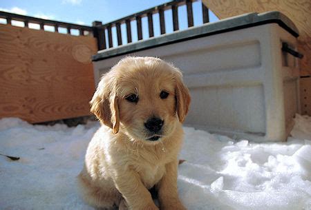 Funny wallpapers|HD wallpapers: Cute golden retriever puppies playing