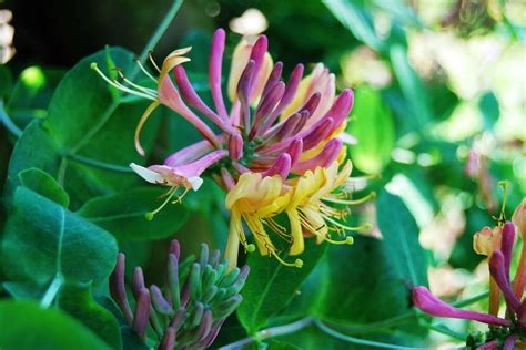 Free Image on Pixabay - Honeysuckle, Flowers, Intense Color | Honeysuckle plant, Honeysuckle ...