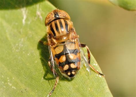 Golden Native Drone Fly - Eristalinus (Lathyrophthalmus) punctulatus