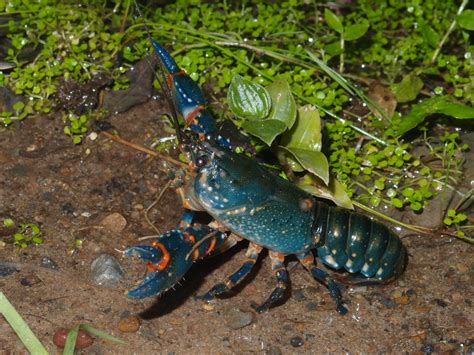 Blue Crayfish : Everything you need to know about this species