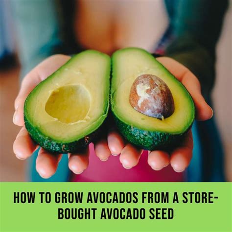 How to Grow Avocados from a Store-Bought Avocado Seed