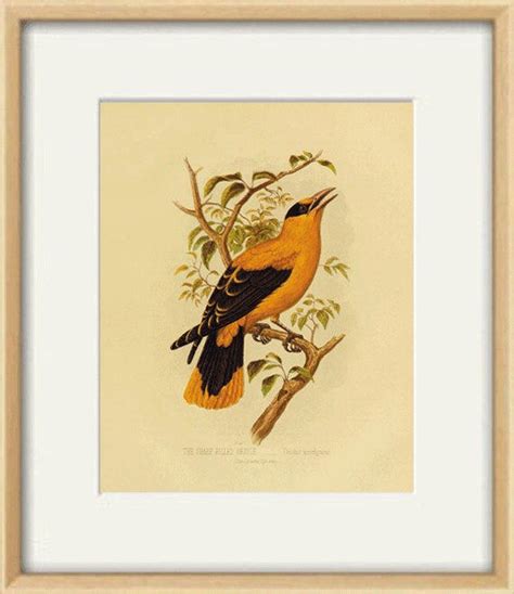 Oriole Antique Bird Art Print Vintage Nature Print Cottage Art | Etsy