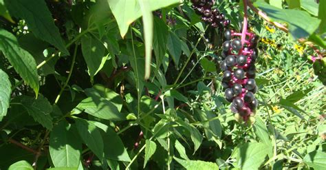 Pokeweed Plant in the Park - Blackstone Parks Conservancy