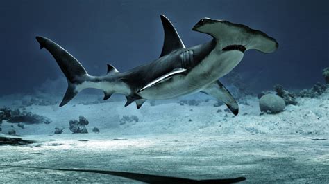 Hammerhead Sharks Wallpapers (58+ pictures)