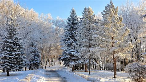 Wallpaper : trees, landscape, snow, winter, branch, ice, frost, spruce, fir, Freezing, tree ...