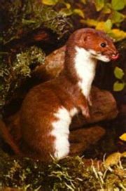 Ermine - Mustela erminea