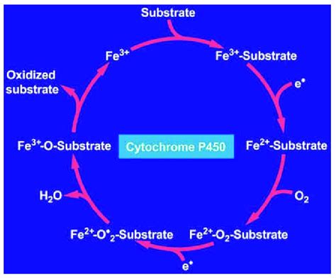 Hepatic microsomal cytochrome P450 and its interaction with substrates.... | Download Scientific ...