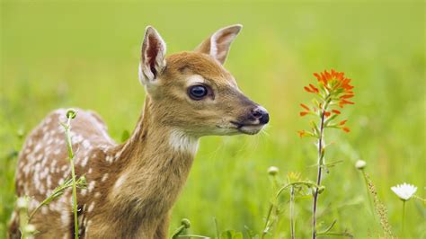 animals, Nature, Deer, Baby Animals Wallpapers HD / Desktop and Mobile ...