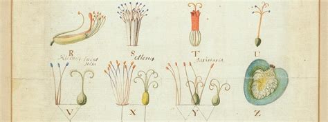 The Linnaean collection | Natural History Museum