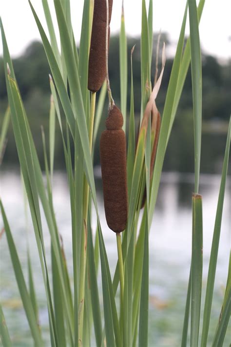 cat tails | just a little more practice with manual settings… | Flickr