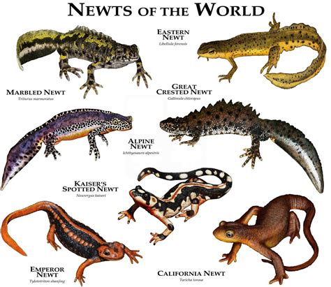 Newts of the World