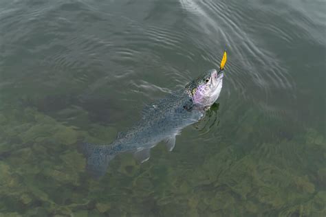 The 8 Must Have Lake Trout Fishing Lures (Out of the Deep)