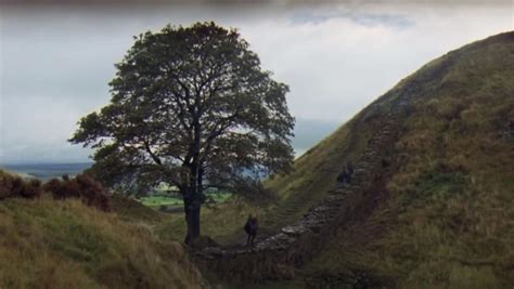 Outrage as iconic ‘Robin Hood’ tree next to Hadrian’s Wall is ...