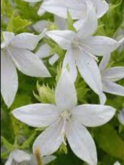 CAMPANULA POSCHARSKYANA E.H.FROST - The Collectors Corner | Buy unusual ...