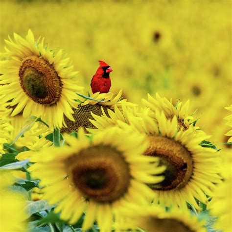 Cardinal in Sunflowers Photograph by Patricia Wilkins - Pixels