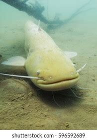 Freshwater Fish Albino Catfish Silurus Glanis Stock Photo 596592689 | Shutterstock