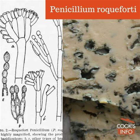 Penicillium Roqueforti - CooksInfo