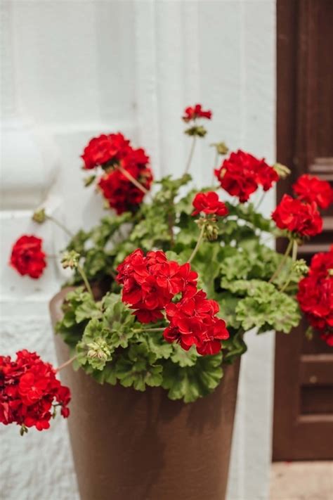 Free picture: geranium, red, flower, flower bud, bud, petal, pink, blossom, plant, nature