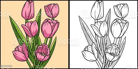 Ilustrasi Berwarna Halaman Mewarnai Bunga Tulip Ilustrasi Stok - Unduh Gambar Sekarang - Bunga ...