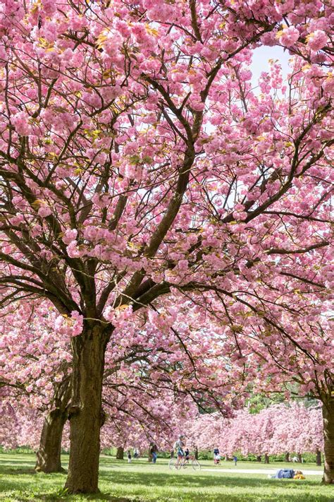 Weeping cherry tree care how to plant a weeping cherry tree – Artofit