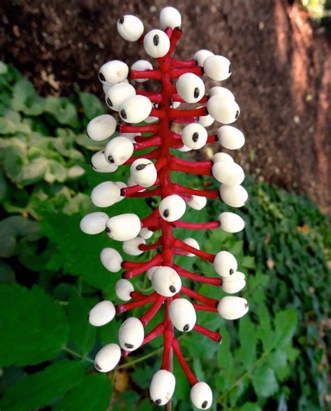 DOLL'S EYES Actaea Pachypoda Native Hardy Perennial - Etsy Canada