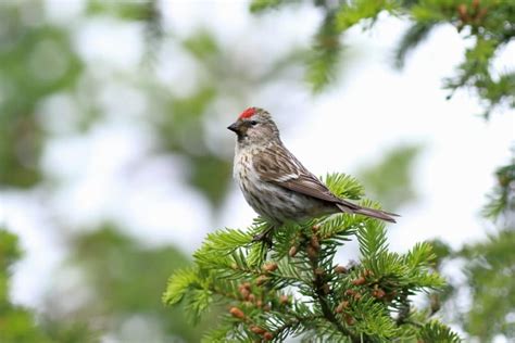 Common Linnet (Linaria Cannabina) Song, Diet & Distribution