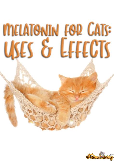 Melatonin For Cats Safe? Know The Best Sellers For 2025!