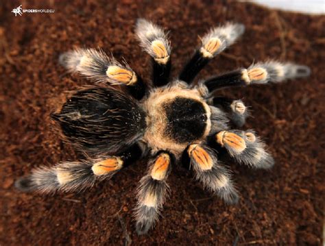 Brachypelma hamorii Female (5cm) - Red Knee Tarantula