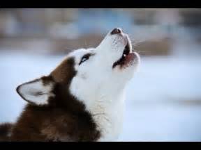 Why Do Huskies Howl A Lot