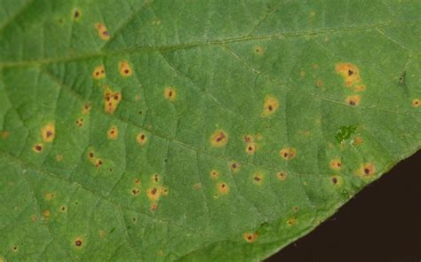 Soybean | Diseases and Pests, Description, Uses, Propagation