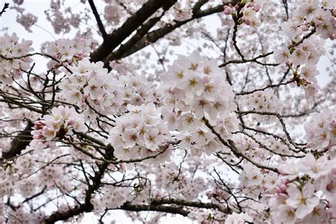 Best Sakura Spots in Kyoto, Japan / E-lyn Tham