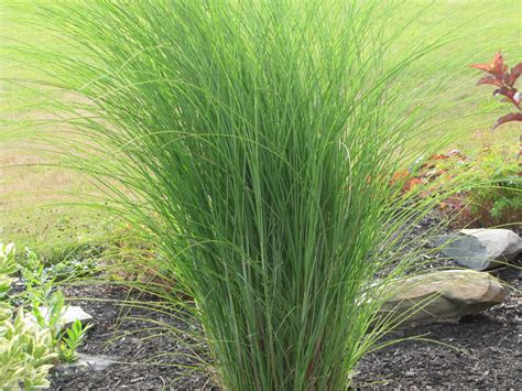 21+ Tall Ornamental Grass Plants | EzlanFareeha