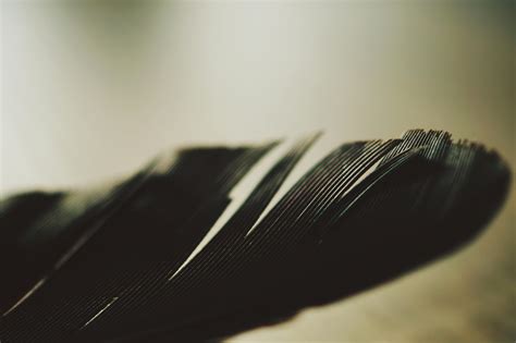 Free stock photo of crow, feather, macro photography