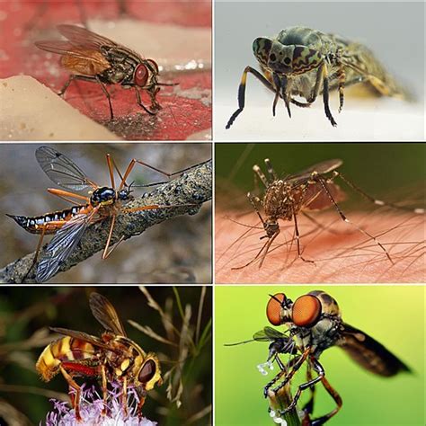 Fly - Wikipedia