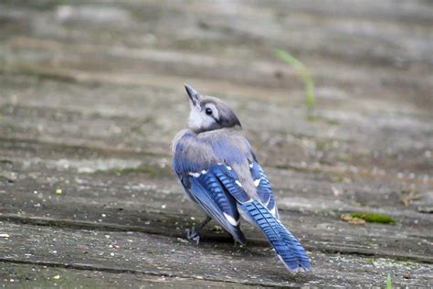 Baby blue jay | Blue jay, Bird feathers, Bird