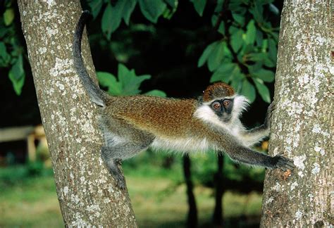 Grivet Monkey Photograph by Tony Camacho/science Photo Library - Fine Art America