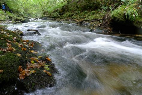 Photo of running water surround green plants HD wallpaper | Wallpaper Flare