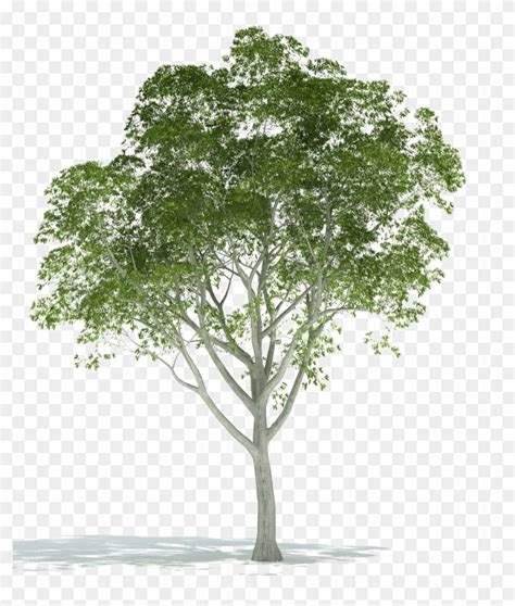 Realistic Tree Png Image Background - Trees For Rendering In Photoshop, Transparent Png ...