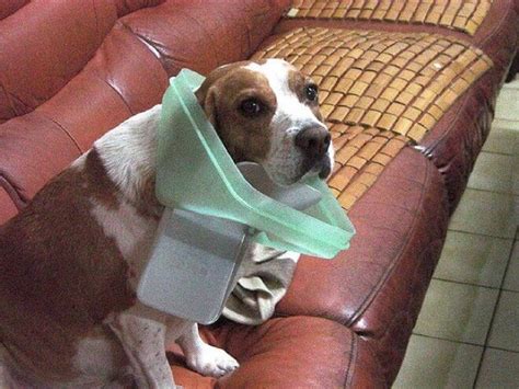 29 Adorable Guilty Dogs Who Always Get Away With Everything